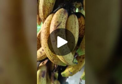 TikTok · Ascario Plaza Montes.