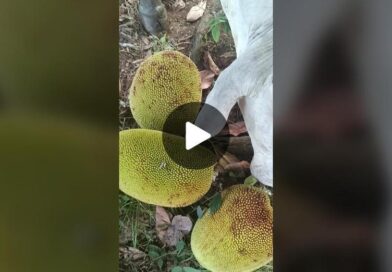 TikTok · Ascario Plaza Montes.