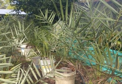 Buen día, 
 Disponible palmas datileras, ubicadas en Lejanias, Meta.
 Mas inform…