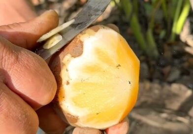 Você conhece a Yacon? ????
Além de todas as frutas e milho doce, também plantamos essa batata que é muito boa para a saúde!
Entre todos os seus benefícios ela também ajuda a baixar a glicose, ajudando em casos de pessoas pré diabéticas.
Pra saber todos os benefícios é só dar um Google.
E como você chama essa batata aí onde mora? Conta aqui nos comentários ????????????????????
#sitiocobiçado #agriculturafamiliar #batatayacon #yacon #diabete #agro #petrópolis #agricultura #saúde #colheita #dica #vidanaroça #regiãoserrana Você conhece a Yacon? ????
Além de todas as frutas e milho doce, também plantamos essa batata que é muito boa para a saúde!
Entre todos os seus benefícios ela também ajuda a baixar a glicose, ajudando em casos de pessoas pré diabéticas.
Pra saber todos os benefícios é só dar um Google.
E como você chama essa batata aí onde mora? Conta aqui nos comentários ????????????????????
#sitiocobiçado #agriculturafamiliar #batatayacon #yacon #diabete #agro #petrópolis #agricultura #saúde #colheita #dica #vidanaroça #regiãoserrana