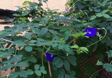 A clitorinha azul parece estar curtindo o friozinho lá fora. As flores passaram …