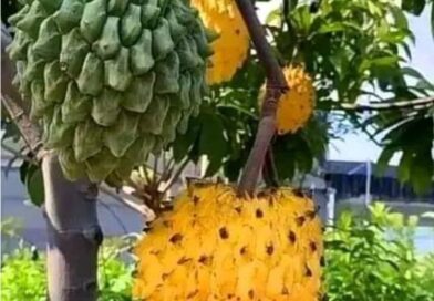 Qual é a fruta?