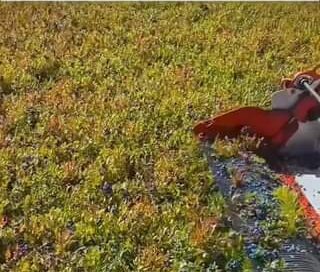 O PROCESSO DE PRODUÇÃO DO MIRTILO#mirtilo #uva #fatoscuriosos #educação #CURIOSI…