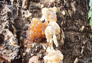 O que é isso ?
Pode ser muitas coisas, depende dos olhos e do interesse de quem …