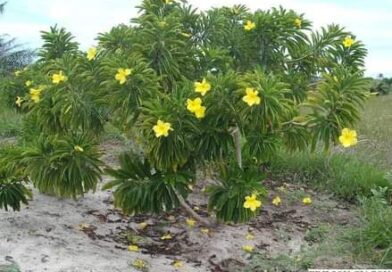 ALAMANDA AMARELA ARBÓREA
 ( Allamanda laevis )
 Variedade de alamanda nativa da …