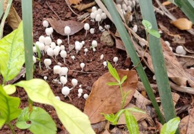 Enquanto uma vida vegetal morre, outras vidas renascem.