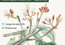 Inscrições abertas para o curso de Ilustração Botânica em Aquarela na ENBT!

 I…