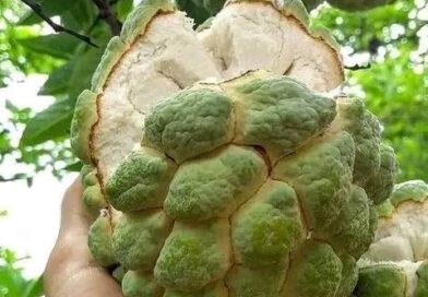Pinha ou fruta do conde