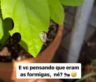 Essas queridas…. 
 #bichos #animais #flores #jardim #quintal #abelha #natureza #…