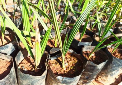 Tamareira
Nome científico Phoenix dactylifera
O paradigma de que se fala que que…