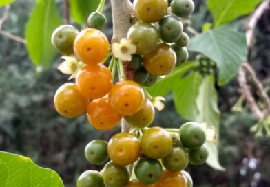 Fruta do Sabiá

O fruto-do-sabiá é uma planta nativa da América do Sul e Central…