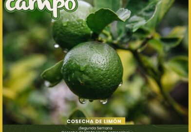 En Fresco Campo, les mantenemos al tanto de las mejores cosechas de nuestros ca…