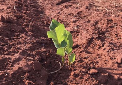 Uma pequena Annona coriacea tentando sobreviver no meio do agronegócio. Não sobr…