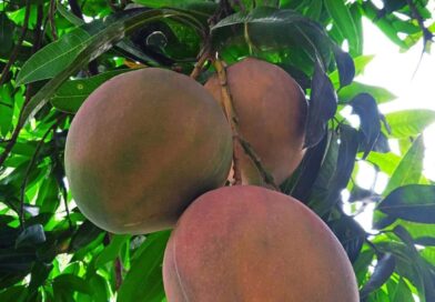 Un árbol ayuda mucho al planeta