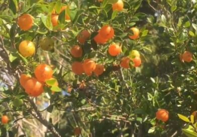 Guía- se nos caminhos do Senhor e acharás o que procura