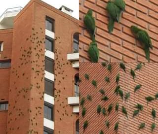 As Maritacas todos os dias buscam a fachada de um edifício em São Paulo que é re…