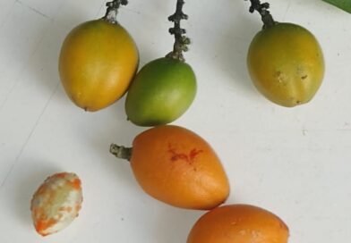 Con que nombre conoces esta fruta

Con que nombre conoces esta fruta