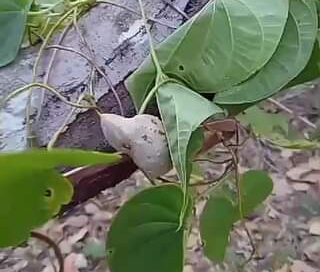 Que fruta é essa?