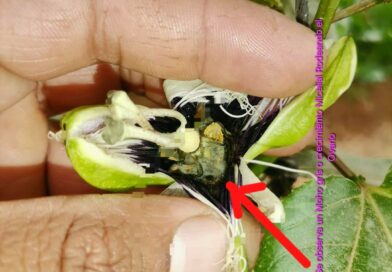 Botrytis en Maracuyá