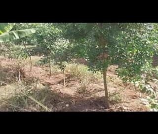 Manejo, cobertura de solo e plantio de mudas do sistema agroflorestal da efa de …