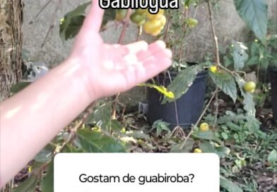 Primeiros frutos da Safra 2024 e muitos botões florais.
Essa guabiroba apresenta varias floradas por ano.
#natureza #arvores #nature #agrofloresta #alimentaçãosaudável #plantas #quintal #vida #fruta #bemestar