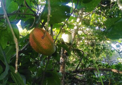 Mí gac fruit, hoy aprendí que hay que tener mucha paciencia con algunas frutas ,…