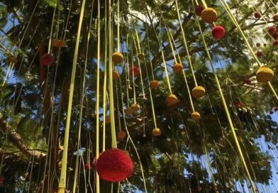 Parkia pendula, é uma árvore perene da América do Sul. Durante o período de flor…