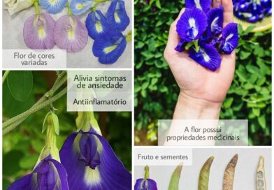 Conhece a fada azul? 

também chamada de ervilha-borboleta, é uma planta com flo…