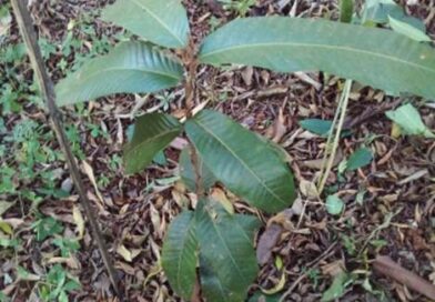 Como fazer um plantio de sucesso? Para saber isso você precisa saber a resposta …