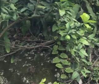 La vida del campo es maravilloso