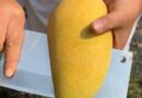 Not sure what he’s saying but this is some juicy mango! 
Não tenho a certeza do …