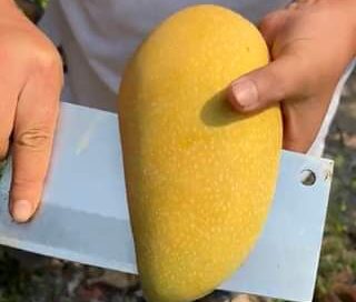 Not sure what he’s saying but this is some juicy mango! 
Não tenho a certeza do …