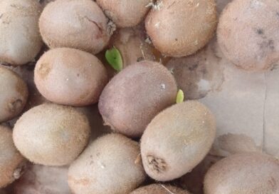 Con que nombre conoces esta fruta en tu país

Con que nombre conoces esta fruta …