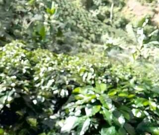 La invitación es que sembremos árboles frutales