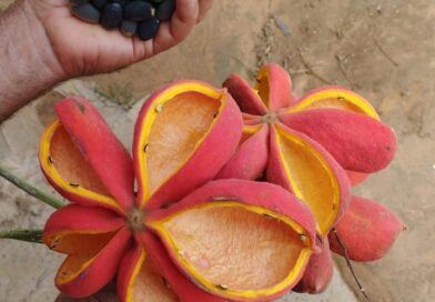 Castanhas do xixá.