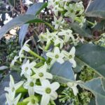 DAMA DA NOITE
 Cestrum sp. 
 Semeada por pássaros aqui no #viveirociprest 
 Esta…