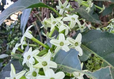 DAMA DA NOITE
 Cestrum sp. 
 Semeada por pássaros aqui no #viveirociprest 
 Esta…