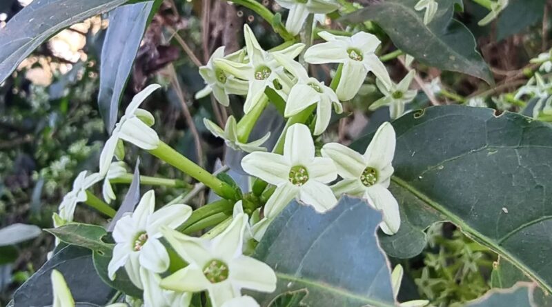 DAMA DA NOITE
 Cestrum sp. 
 Semeada por pássaros aqui no #viveirociprest 
 Esta…