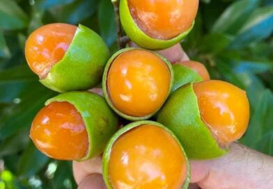 Como le llaman a esta fruta en tu país?