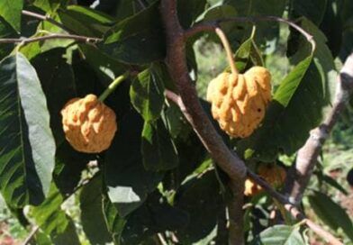 Araticum de cabinho verde – ANNONA SYLVATICA
* Anteriormente essa espécie perten…