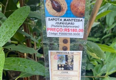 QUEM PROCURA ACHA, AQUI NO #viveirociprest
 
MELHOR ÉPOCA PARA COMPRAR MUDAS:
Um…