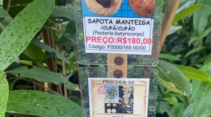 QUEM PROCURA ACHA, AQUI NO #viveirociprest
 
MELHOR ÉPOCA PARA COMPRAR MUDAS:
Um…