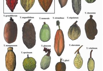 El cacao (Theobroma cacao), de la familia Malvaceae. Theobroma tiene más de 22 e…