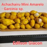 Alguém conhece esta Garcinia ?
 Classificação científica e nomes comuns ?
 #vive…