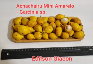 Alguém conhece esta Garcinia ?
 Classificação científica e nomes comuns ?
 #vive…