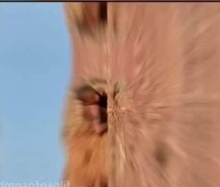 A incrível árvore de Baobá