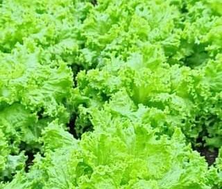 .
 .
 .
 #Alface #alfacecrespa #agriculturafamiliar #agricultura #agricultor #…