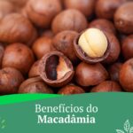 A macadâmia é uma oleaginosa repleta de nutrientes

Separamos aqui apenas 6 bene…