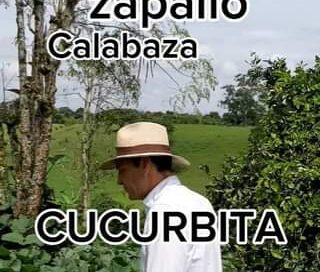 Origen y producción actual de la AHUYAMA 
 Cultivo Quindío Colombia