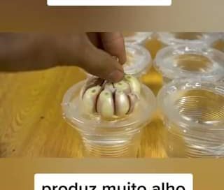 cultive alho em casa